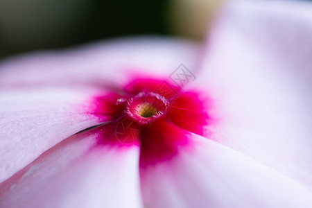 近视粉红色 红色和紫色的花朵微距染色植物群宏观玫瑰花粉花园叶子园艺静物图片