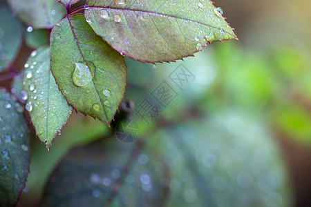 在花园的阳光下特写绿叶 自然黑色绿色太阳晴天背景树叶绿色植物美丽叶子墙纸季节图片