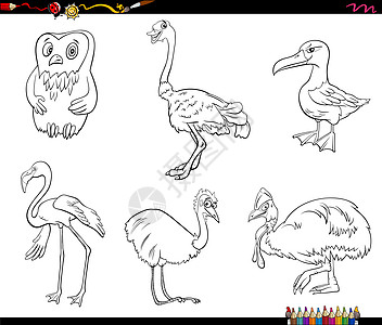 卡通鸟类动物角色设置着色书页彩书卡通片收藏绘画鸵鸟填色本黑与白动物园羽毛动物学图片
