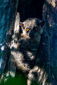 小狐猴藏在树的空洞里 手表动物森林眼睛公园动物群野生动物鼻子国家哺乳动物安全图片