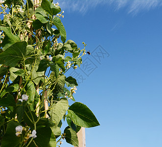 大黄蜂飞向Wey 跑豆藤的白花图片