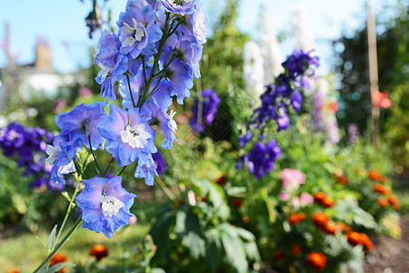 浅蓝色二对彩色花花花园图片素材
