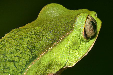 厄瓜多尔亚马逊纳波河流域热带绿色青蛙森林环境两栖动物脊椎动物丛林生物栖息地避难所动物群自然图片