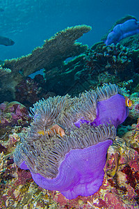 南阿里环礁 珊瑚礁 黑鳍阿内米尼鱼 马尔代夫动物群毒液男性脊椎动物生物学两栖热带多样性野生动物息肉图片