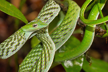 绿藤蛇 长鼻鞭蛇 辛哈拉加国家公园雨林 斯里兰卡生态动物群热带森林野生动物环境生境爬虫保护区生态旅游图片