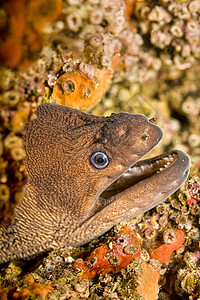 西班牙自然公园地中海Moray动物学栖息地生物学野生动物生态潜水自然公园生物动物群海洋生物图片