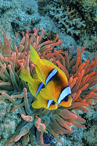 埃及红海龙头鱼 红海动物群生物学栖息地海洋潜艇生物海葵双胞胎珊瑚多样性图片