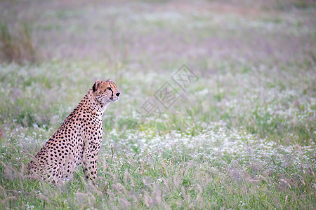 国家公园草原上的Cheetah马拉濒危食肉速度猎人游戏国家大草原公园哺乳动物图片