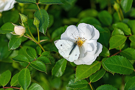 白花玫瑰上的白蝴蝶(Pieris pani)图片