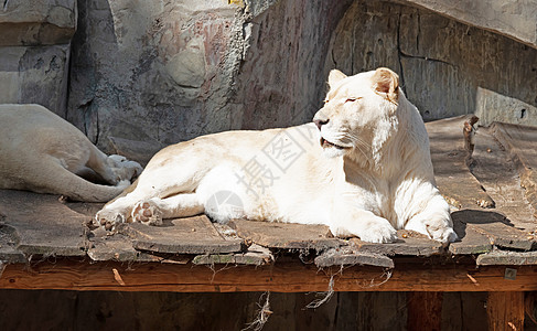 白狮子躺在脚手架上白色男性野生动物女性动物狮子场地白狮子阳光图片