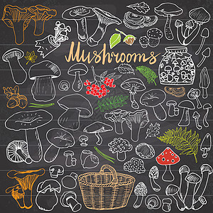 蘑菇素描涂鸦手绘集 不同类型的食用和非食用蘑菇 黑板背景上的矢量图标食物毒菌收成篮子美食森林插图蔬菜粉笔季节图片