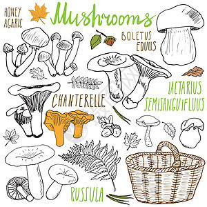 手工绘画的蘑菇 不同种类的食用和不食用蘑菇 粉笔板背景上的矢量图标食物草图毒菌森林烹饪卡通片收藏收成蔬菜涂鸦图片