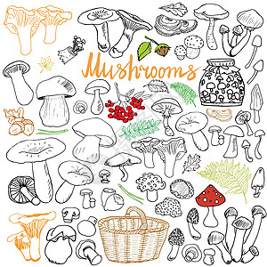手工绘画的蘑菇 不同种类的食用和不食用蘑菇 粉笔板背景上的矢量图标插图毒菌草图卡通片美食食物收藏森林烹饪蔬菜图片