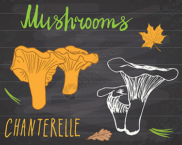 香黛儿 有叶子的蘑菇 粉笔板上的矢量插图 在黑板上饮食森林收藏蔬菜涂鸦绘画草图烹饪美食季节图片