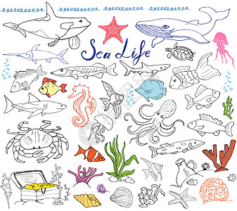 鱼星大海洋生物动物手绘素描集 鱼 鲨鱼 章鱼 星 螃蟹 鲸鱼 乌龟 海马 贝壳和字母的涂鸦 隔离卡通片绘画海鲜插图艺术胸部海洋生活收设计图片