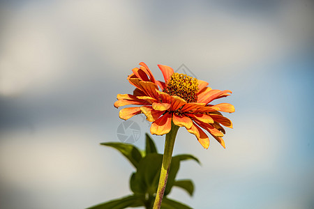 云天上的共性辛尼亚花朵图片