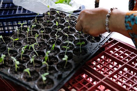 在绿月苗圃中种植蔬菜芽苗苗苗草种子生态树叶花园农场培育园艺幼苗盆栽房子图片