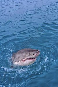 南非甘斯巴伊大白鲨栖息地避难所环境猎人动物学生物学捕食者蛔虫荒野牙齿图片