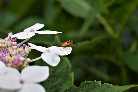 白花叶上有黑头橙色昆虫和有条条腿的橘色黑皮条纹背景野生动物橙子动物群叶子花叶黑色植物植物群图片