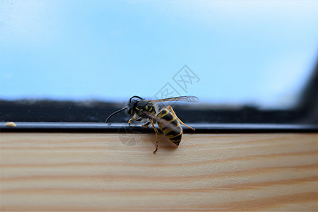 窗口框内部的黄蜂过敏天空动物蓝色玻璃黄色窗框昆虫野生动物黑色图片