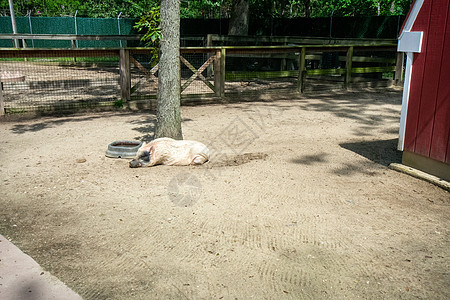 一只大白猪躺在动物园的禁区图片