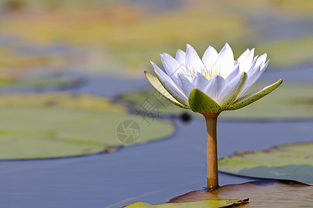 Pond (尼姆法埃亚努沙里) 白星图片