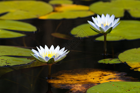 蓝星花朵与莉莉·帕兹(尼姆法埃亚努沙里)图片