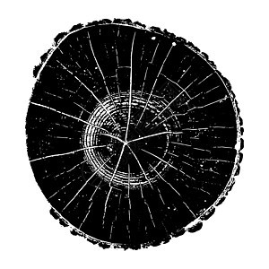 树木 木林生长环和纹理矢量说明黑色日志圆形树桩插图木工人植物松树木头树干图片