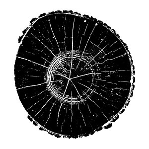 树木 木林生长环和纹理矢量说明森林黑色植物树干日志树桩木工人木刻波纹戒指图片