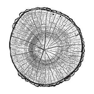 树木 木林生长环和纹理矢量说明木刻日志木工人木材黑色白色戒指木头松树衬衫图片