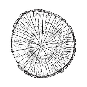 树木 木林生长环和纹理矢量说明日志树干森林黑色木头圆圈衬衫戒指木刻木材图片