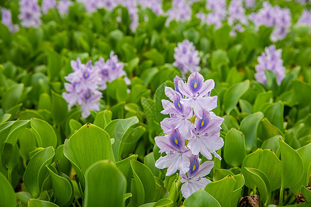 流水Hyacinth叶子植物荒野十字沼泽地紫色野花植物群孔雀侵入性图片
