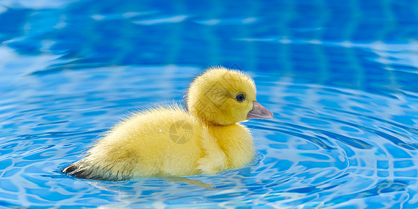 游泳池的黄小可爱鸭子 在清澈蓝水中游 阳光明媚的夏日晴天橡皮清水乐趣羽毛玩具水池游泳婴儿野生动物图片