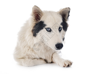 雅库天莱卡演播室白色双色工作室黑色宠物蓝色眼睛小狗动物背景图片