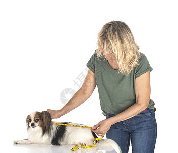 Papillon 和测量磁带工作室卷尺小狗动物女士宠物图片