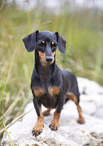 Dachshund 性质黑色宠物棕褐色动物小狗图片