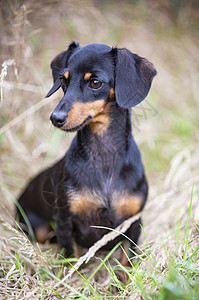 Dachshund 性质黑色宠物小狗棕褐色动物图片