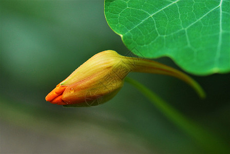 绿叶下有巨型马哈斯大肠杆菌的芽花园背景花科叶子花叶植物群橙子植物投标绿色图片