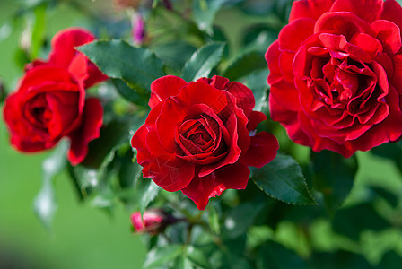 华沙的莱德夫人 富含盛美红玫瑰 哈克内斯的现代英国灌木图片