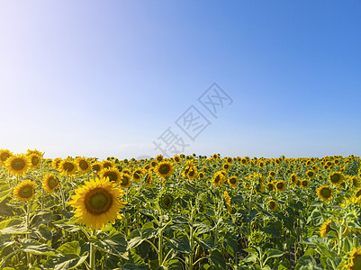 向日葵场有太阳光和蓝天空 风景与空间复制 股票照片草地日出天堂种植园场景生长植物学天空地平线太阳图片