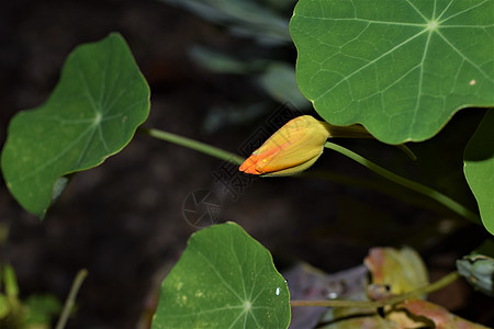 绿叶下有巨型马哈斯大肠杆菌的芽绿色植物群植物花科十字背景橙子叶子花园花叶图片