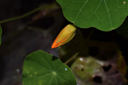 绿叶下有巨型马哈斯大肠杆菌的芽橙子植物叶子花园花科植物群十字背景投标绿色图片