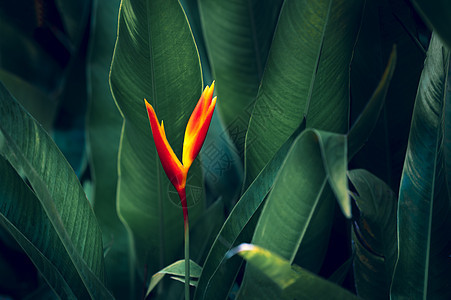 热带叶子五颜六色的花在黑暗的热带叶子自然背景深绿色叶子自然花园情调墙纸衬套季节丛林植物蓝色橙子植物学图片