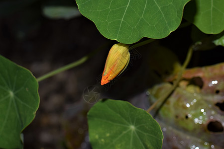 绿叶下有巨型马哈斯大肠杆菌的芽投标花叶绿色植物十字植物群花园花科背景叶子图片