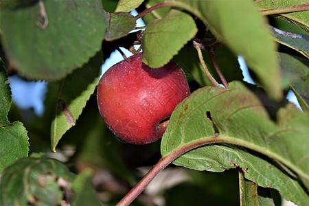 苹果树上一个红苹果 作为近身食物农业植物花园绿色种植园收成红色棕色植物学图片