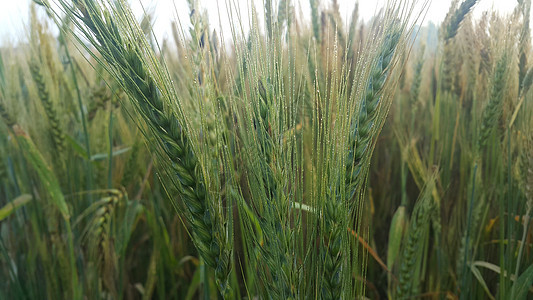 大麦田中大麦颗粒或黑麦的近视生产农田大麦作物麦田收成小麦粮食环境耳朵图片