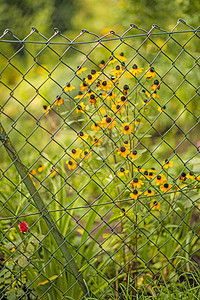 Rudbeckia 在围栏后面黄色黑眼花朵锥花向日葵花园栅栏家庭图片