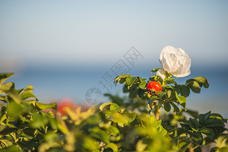 波罗的海的玫瑰花朵玫瑰蓝色海洋白色沙滩海滩图片