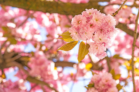 日本樱花花植物群居住挥发性季节常性图片