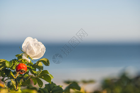 波罗的海的玫瑰花朵玫瑰海滩白色海洋蓝色沙滩图片